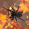 Among the Leaves Game