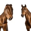 Horse Magnifier: Jam Edition Game